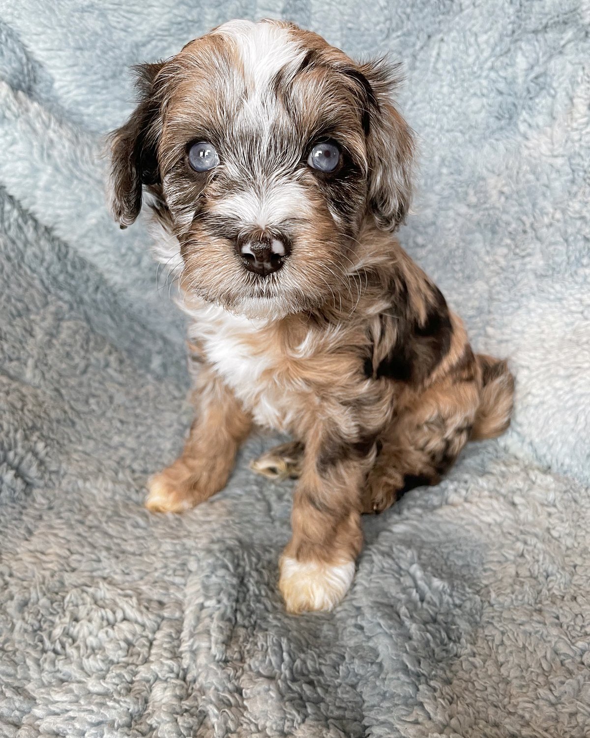Blue as a puppy, on a blue blanket
