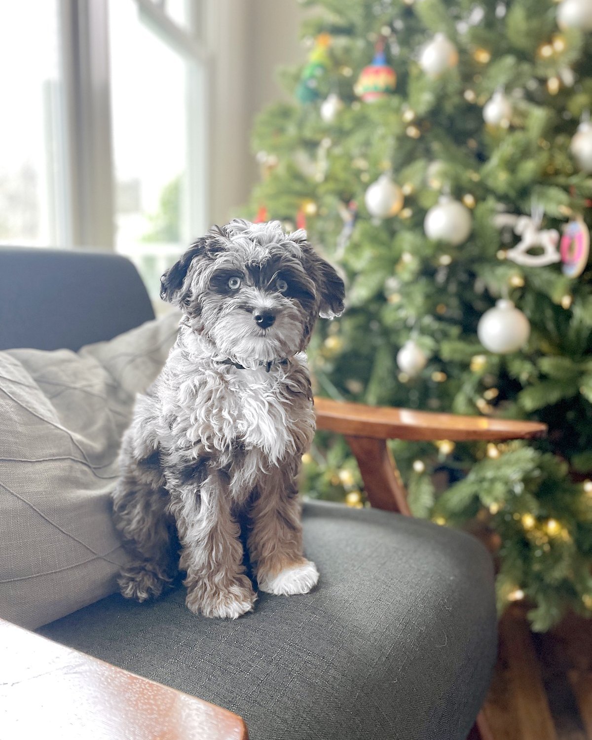 Blue as a puppy, sitting on a grey chair in front of the Christmas tree