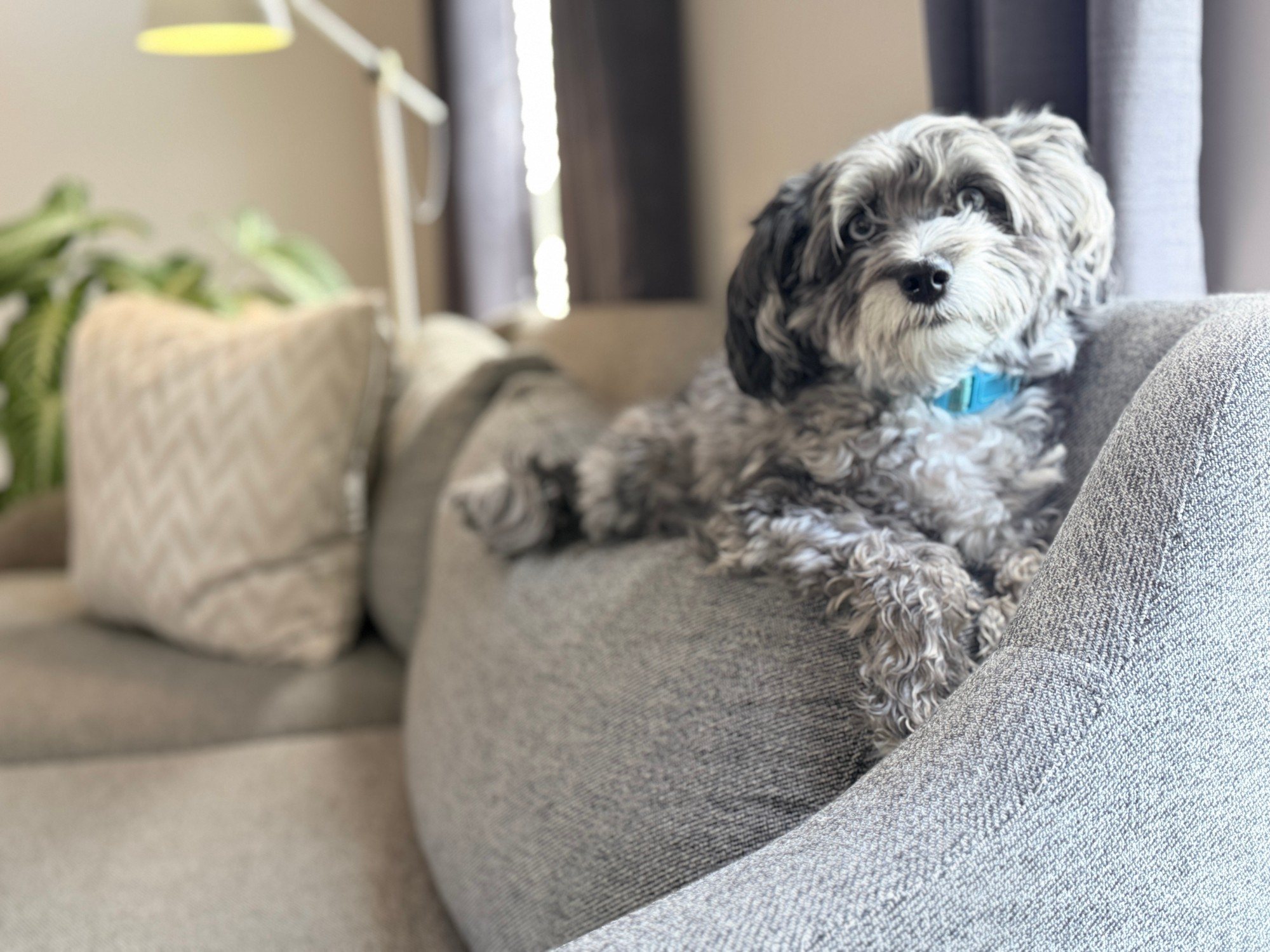 Blue, our blue merle mini Aussiedoodle, resting on the arm of a gray couch at home