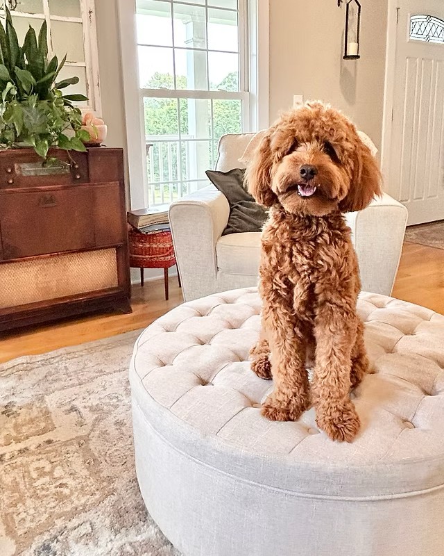 Nash, an apricot Goldendoodle, sitting on an ottoman